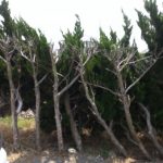 外壁の近くに植木があっても大丈夫？｜お客様からいただいたご質問【長崎県の外壁塗装】